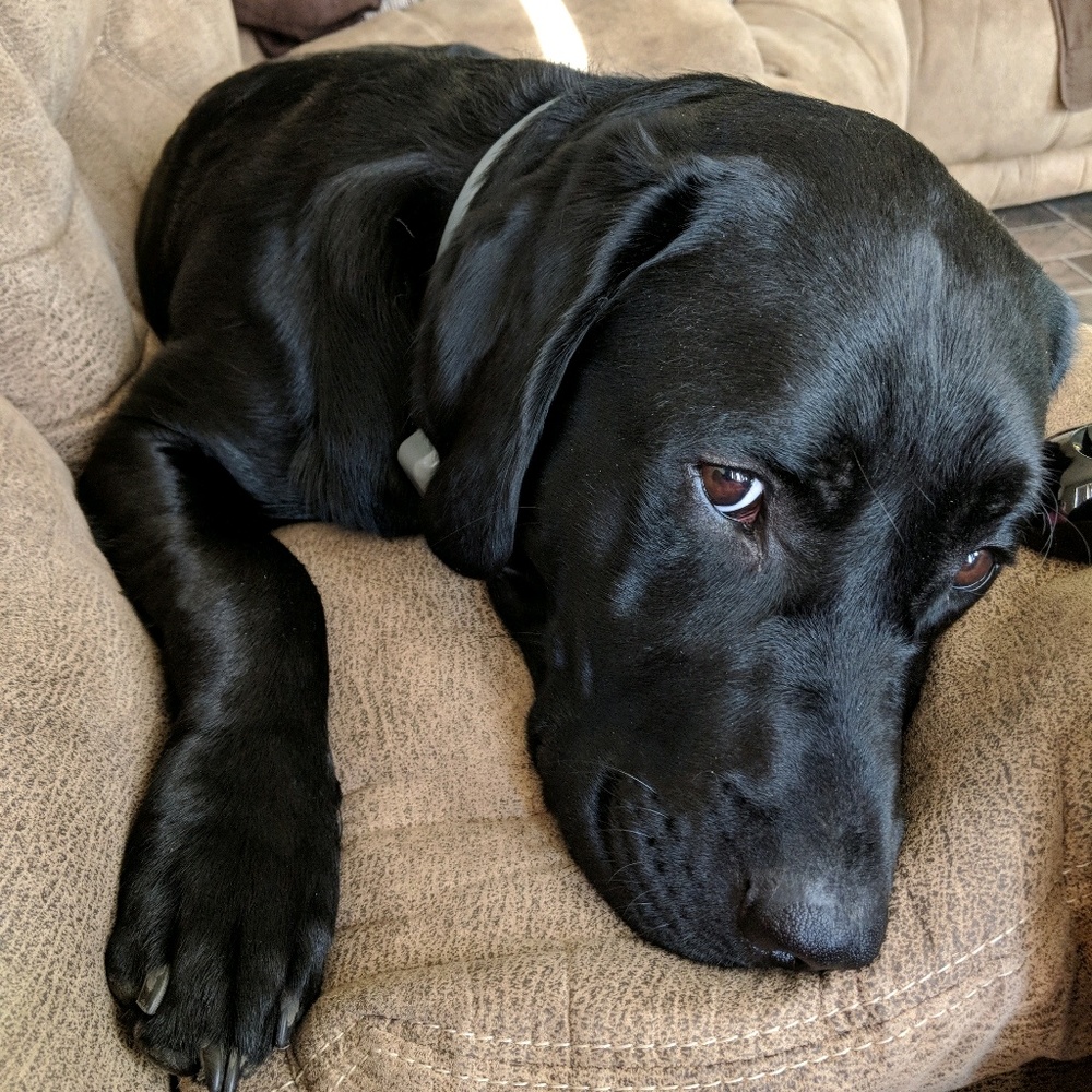 Meet your Posher, Dana